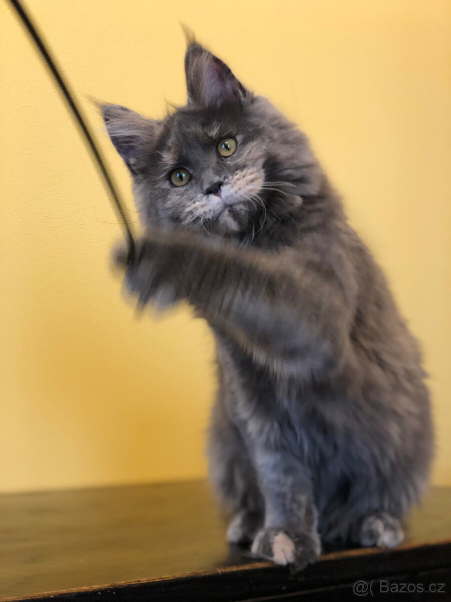 Mainská mývalí s PP - 3