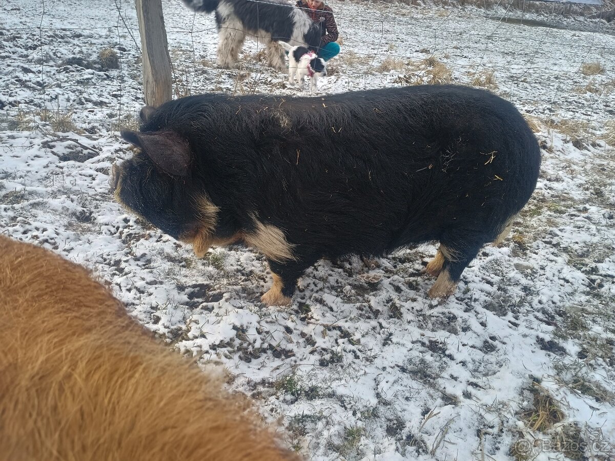 Kune Kune -kanec - 3