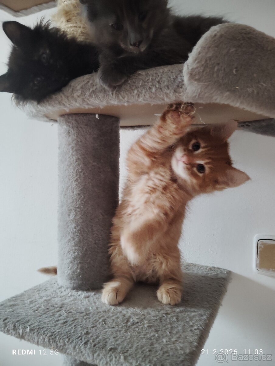 Mainská mývalí - 3