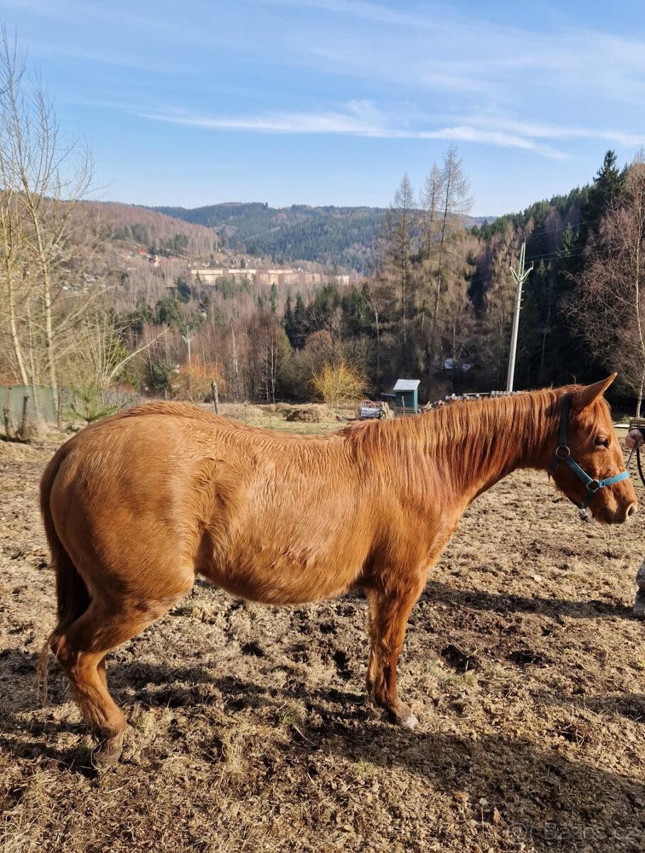 Kobylka QH 2r.barva Red Dun s PP - 3