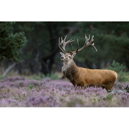 Trezor na 7 zbraní s hunter dekorem - 3