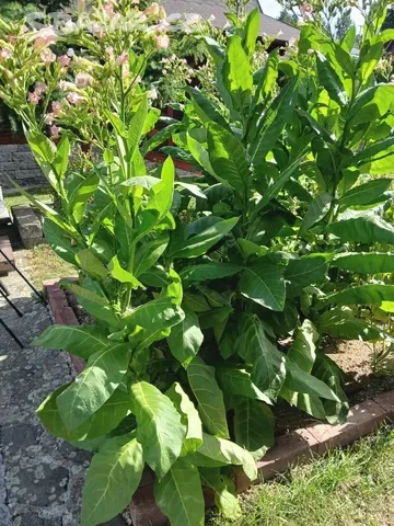 Tabak Virginský semínka - 3