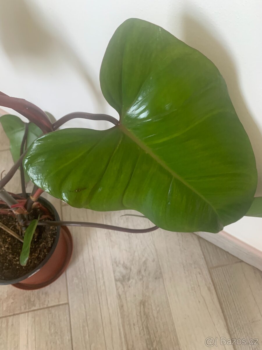 Philodendron - 3
