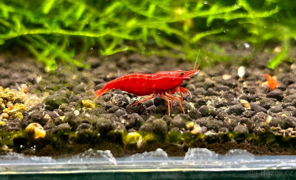 Krevetky Neocaridina, Endlerky - 3