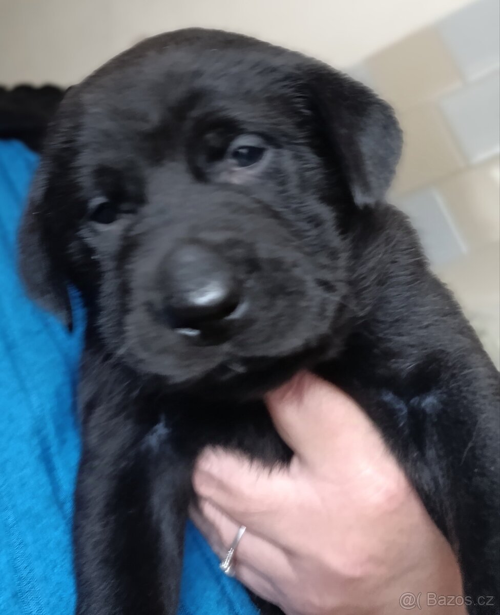 Štěňátka Labradorský retrívr - 3