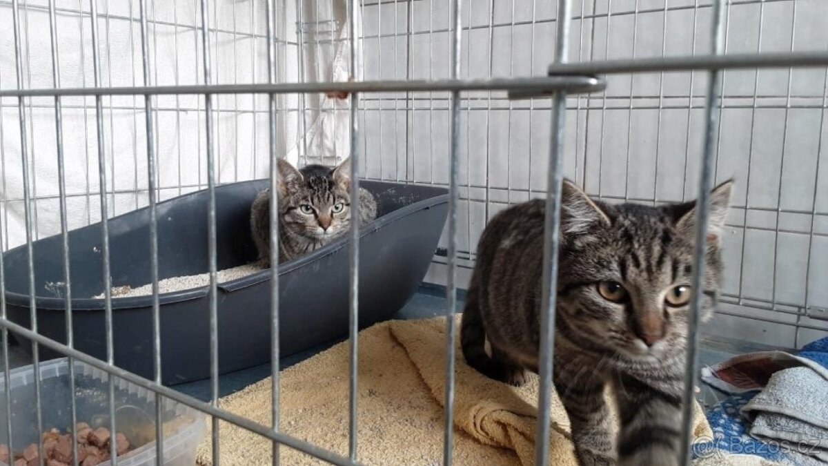 Krásní mouráčci na mazlení - 3