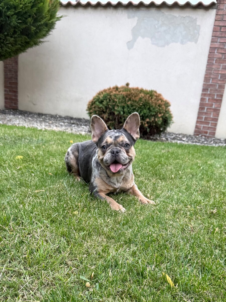 Francouzsky buldoček blue tan merle fenka - 3