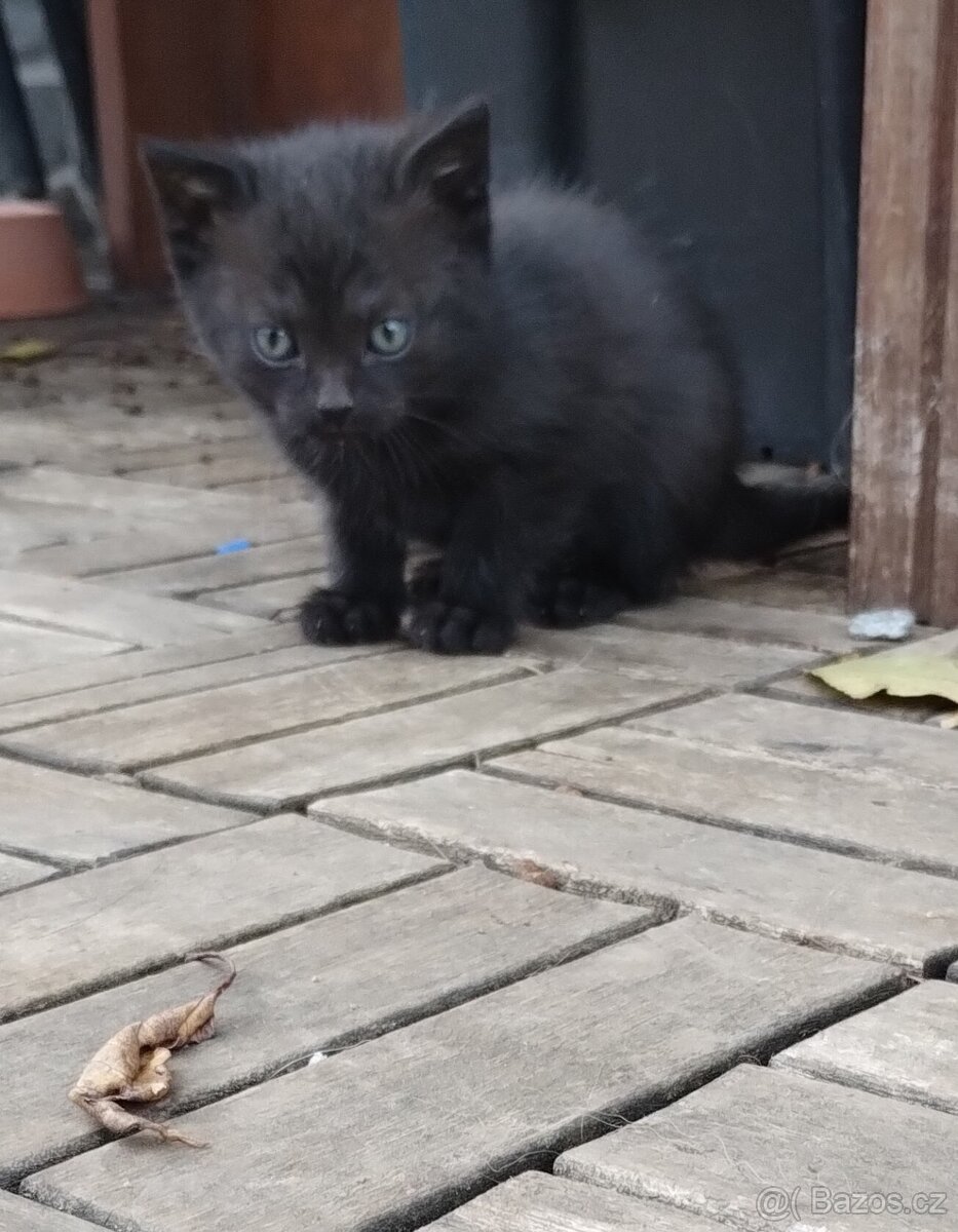 Daruji do dobrých rukou koťátko - 3