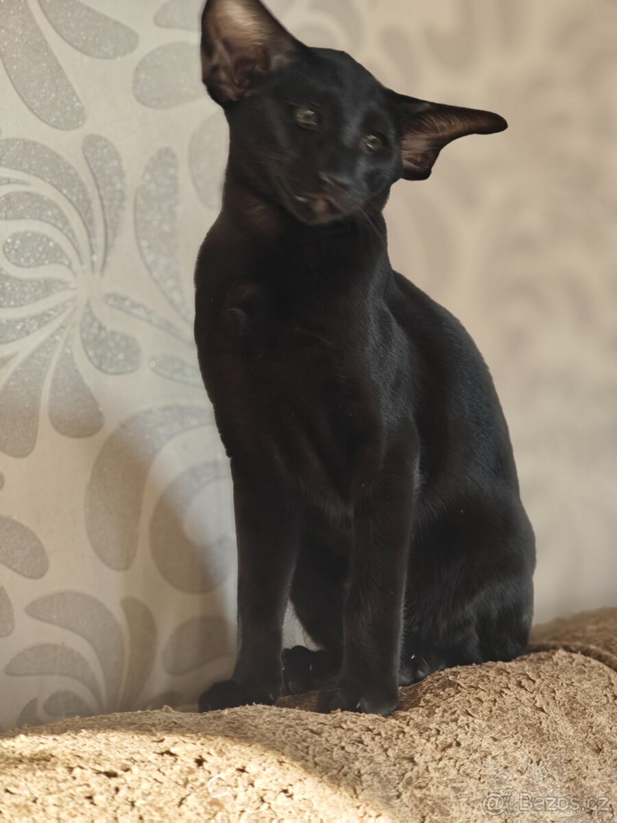 orientální kočka - 3