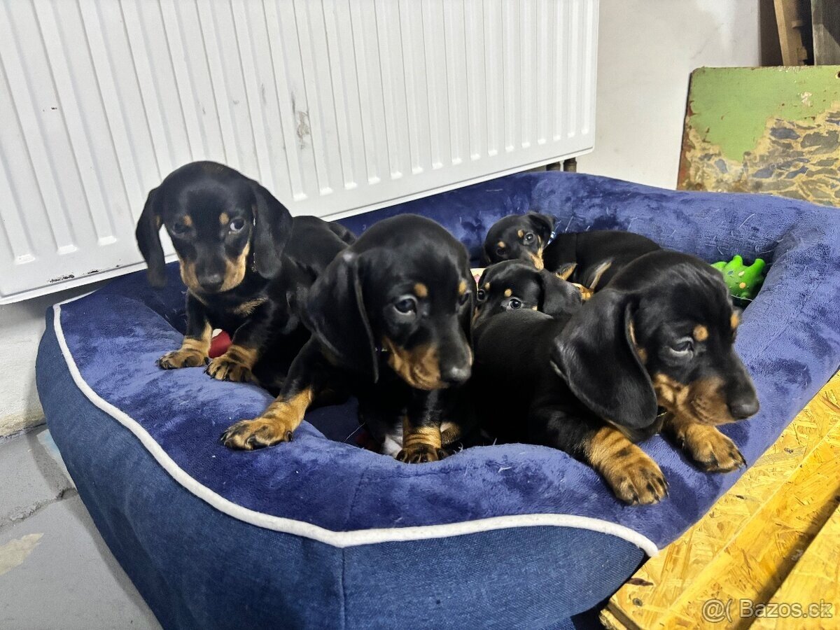 Jezevčík trpasličí hladkosrsty - 3