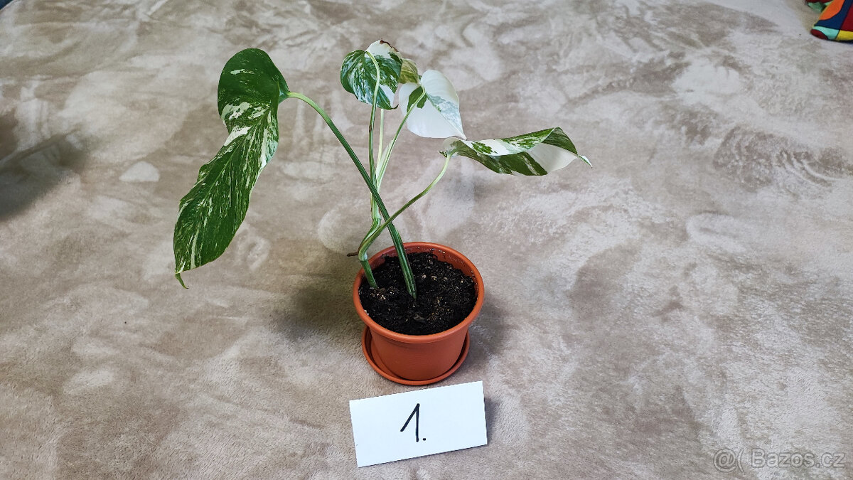 Panašovaná Monstera albo - 3