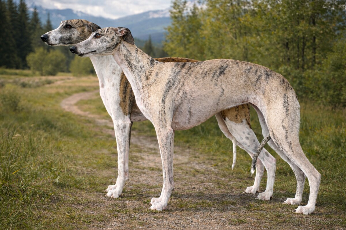 Whippet /vipet štěnátka s PP - 3