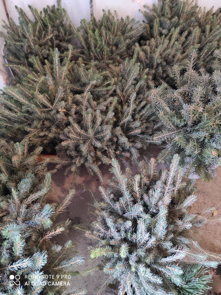 Stříbrný Smrk - 3