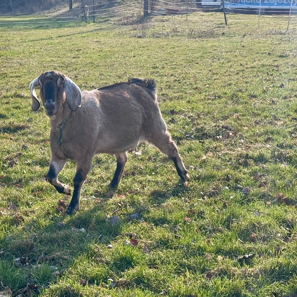 Anglonubijské kozy - 3