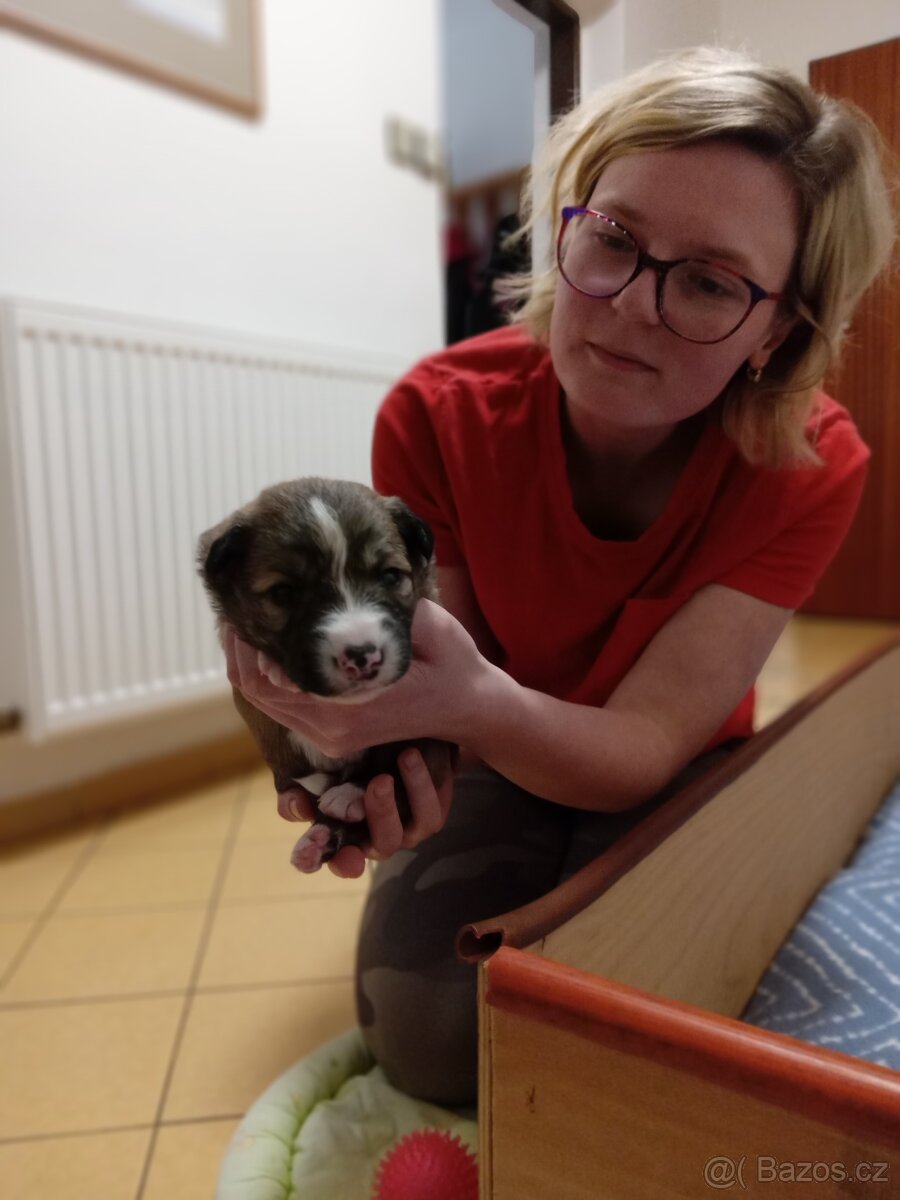 Štěňata Border kolie bez PP - 3