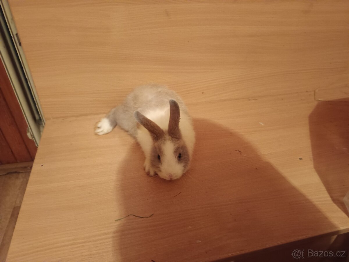 Zakrslý králík - 3