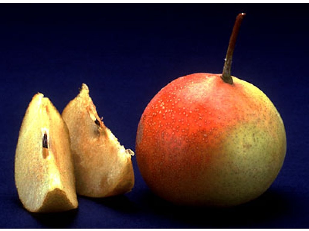 Koupím Hruškojeřáb ouškatý, stromek/sazenici/ plody - 3