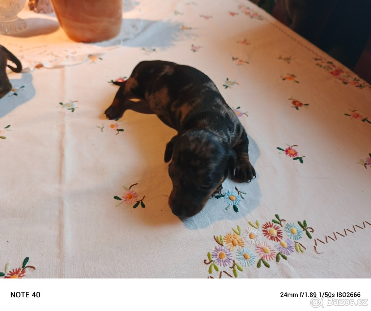 Trpasličí jezevčík štěňata - 3