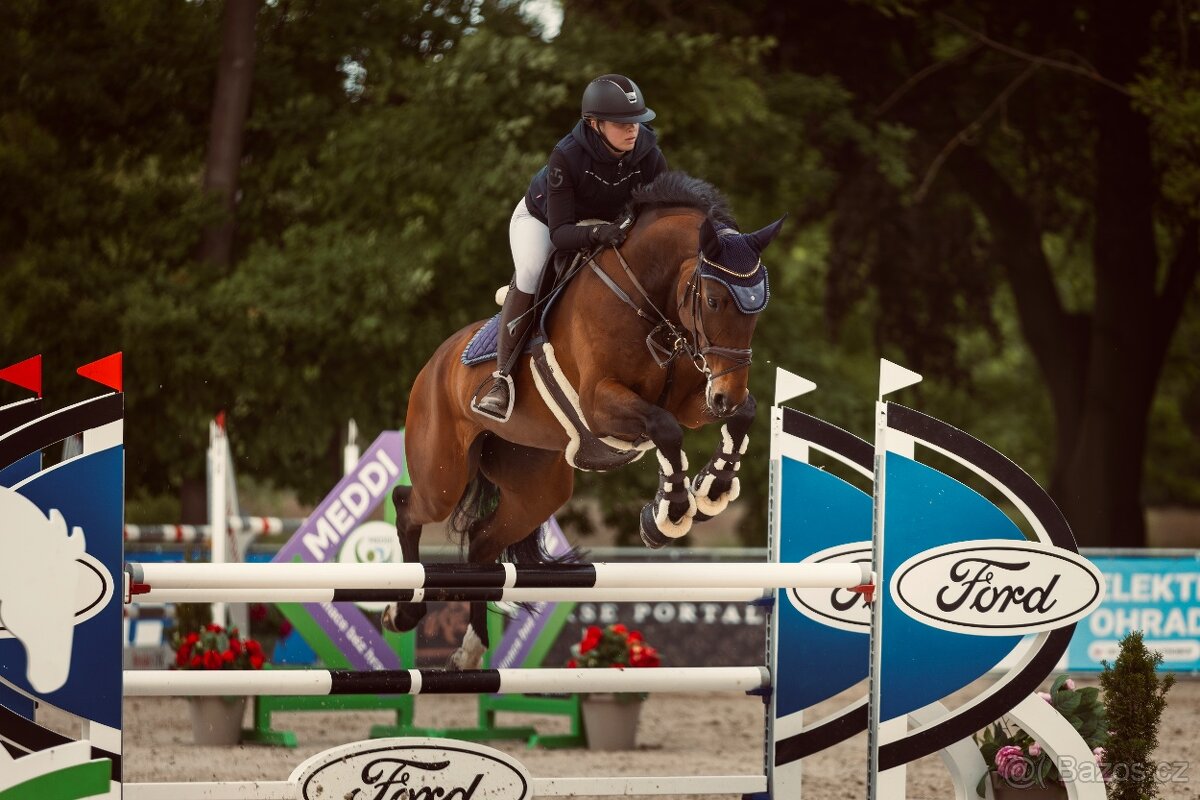 Pronájem sportovního koně - 3