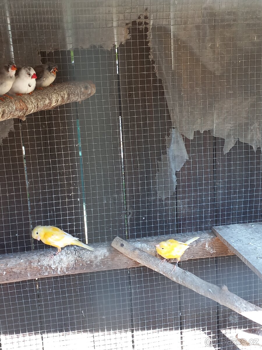 Kanáři, zebřičky - 3