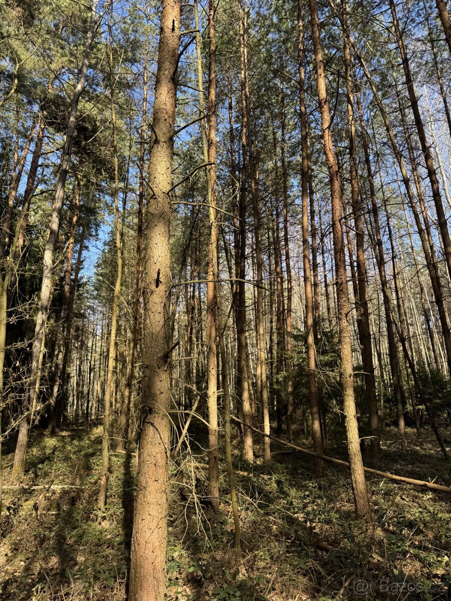 Prodám lesní pozemky v k.ú. Vlastiboř u Soběslavi - 3