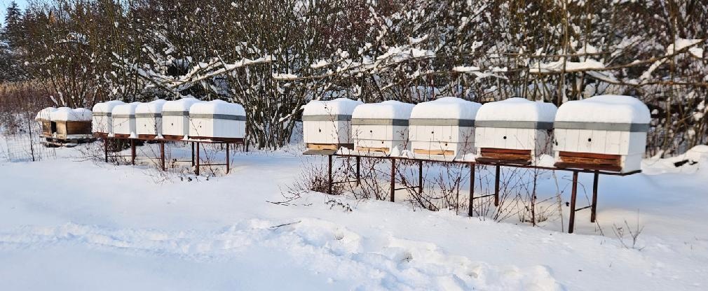 prodám přezimované včelí oddělky včely včelstva 2026 - 3