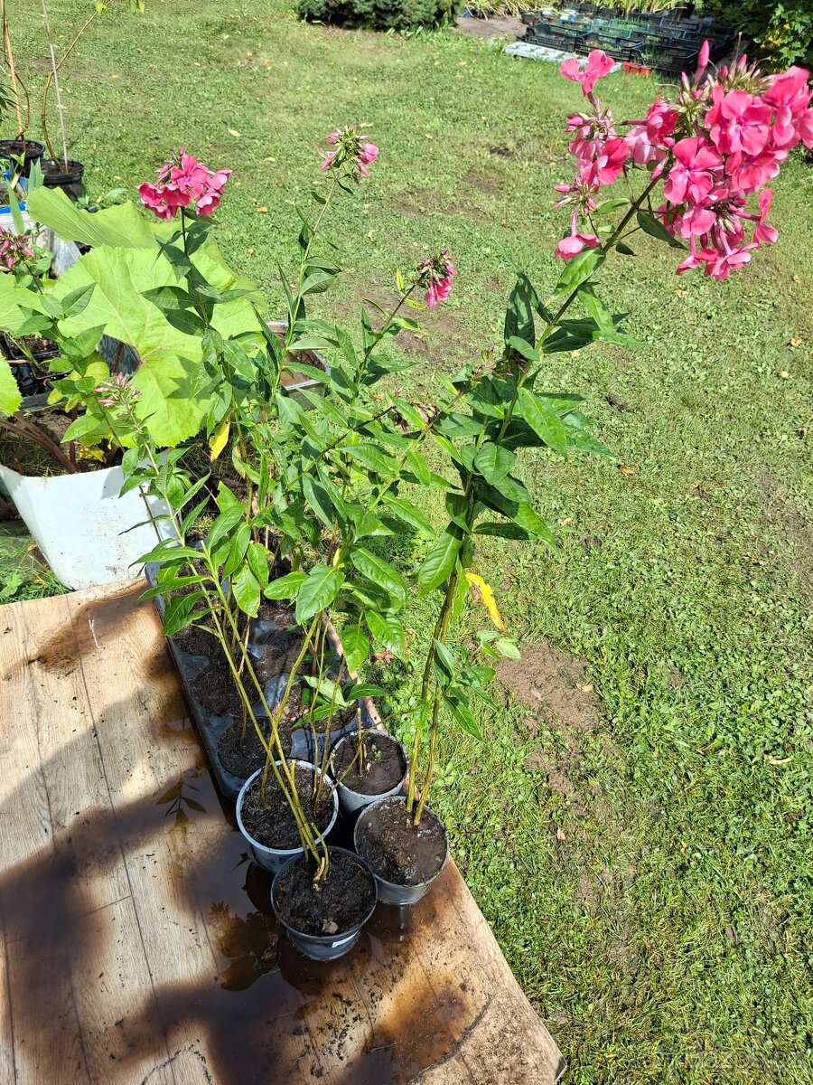 Flox, plamenka latnatá - 3