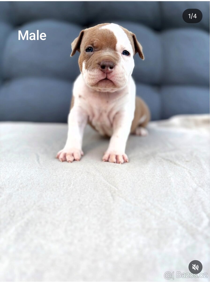 American Bully Pocket - 3