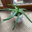Aloe pravá - 3
