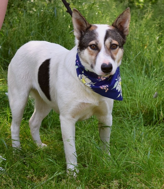 ESTA K ADOPCI - umazlená kráska, AKUTNÍ - 3