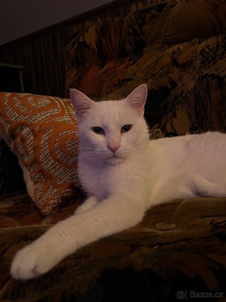 Bílý kocourek - 3
