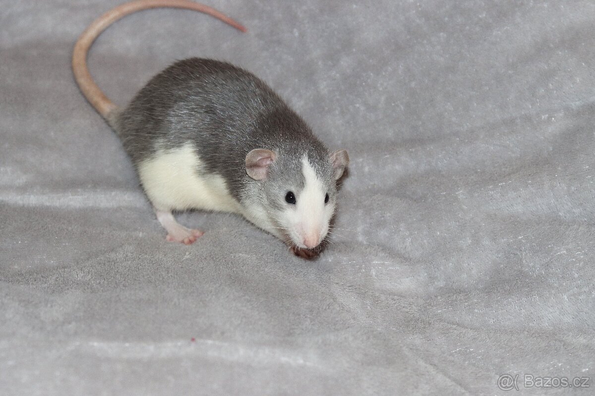 Vymazlená samička potkan DUMBO - 3
