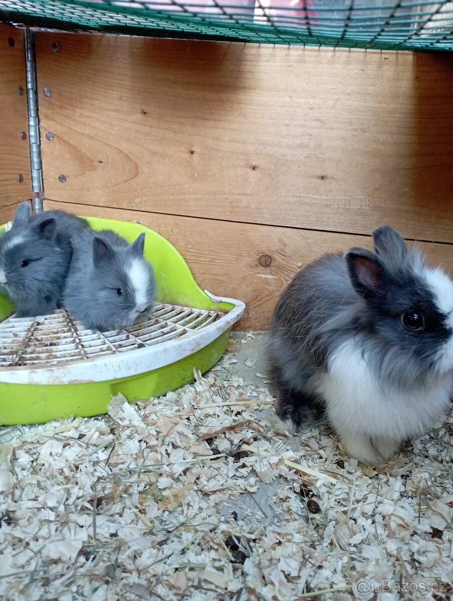 Zakrslý teddy králík - 3