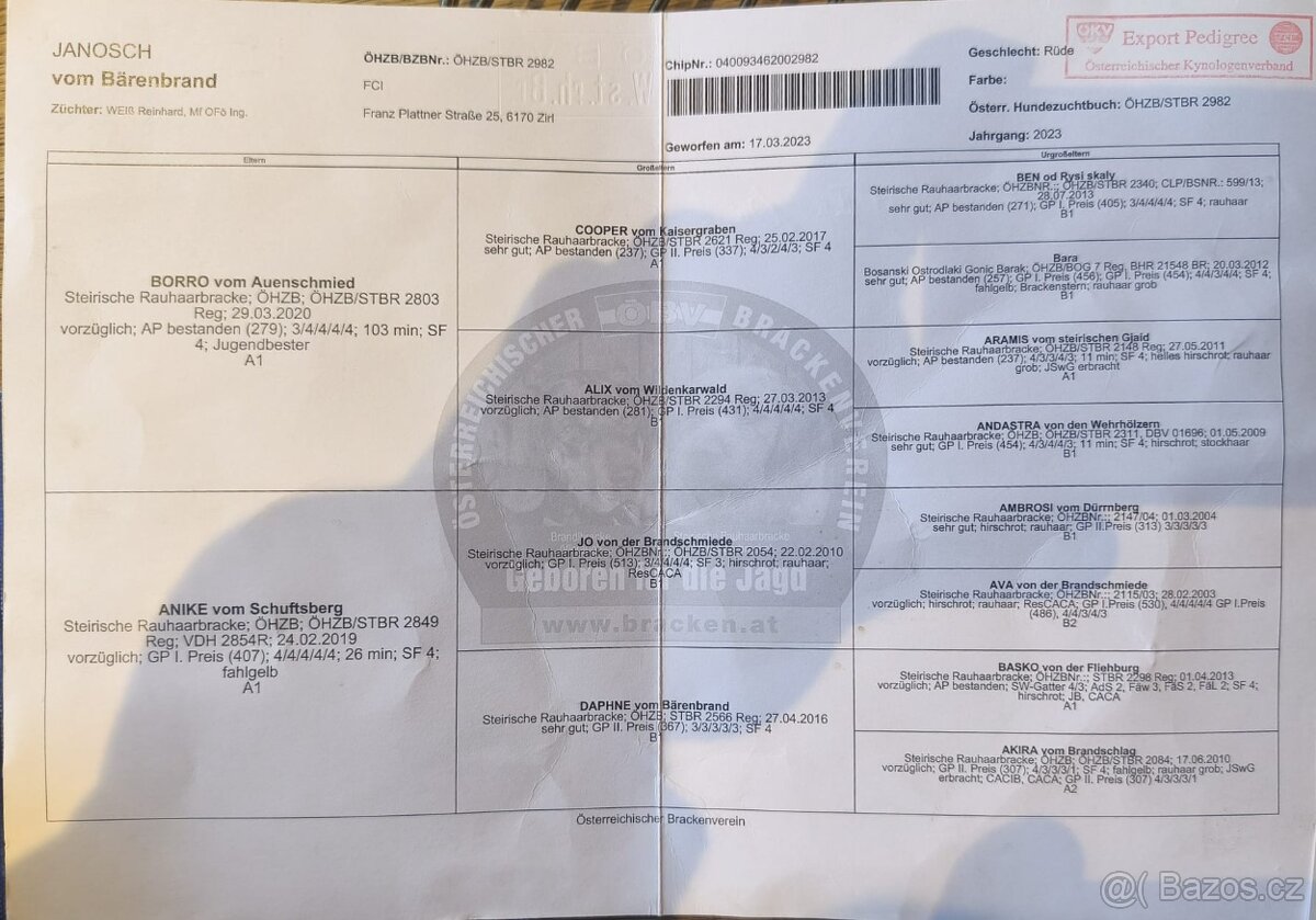 Štýrský brakýř - 3