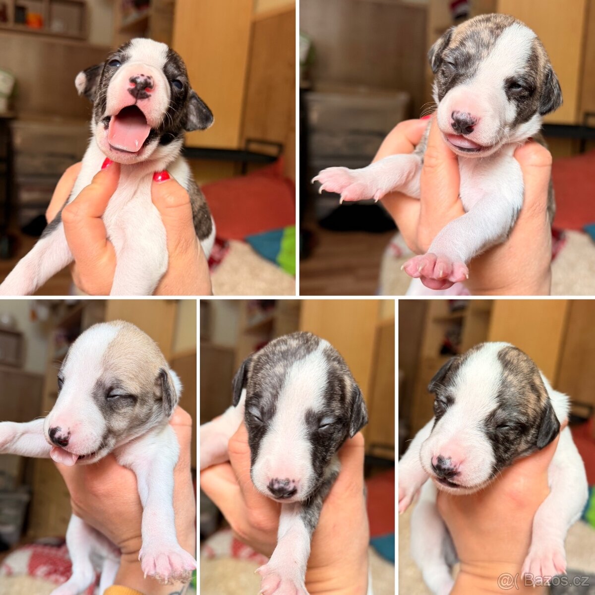 Whippet s PP - rezervace štěňat - 3