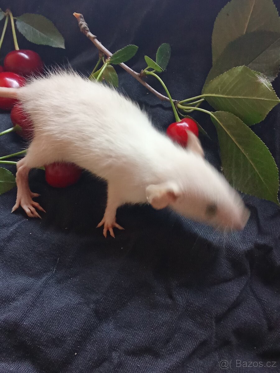 Potkan dumbo , tři sestřičky - 3