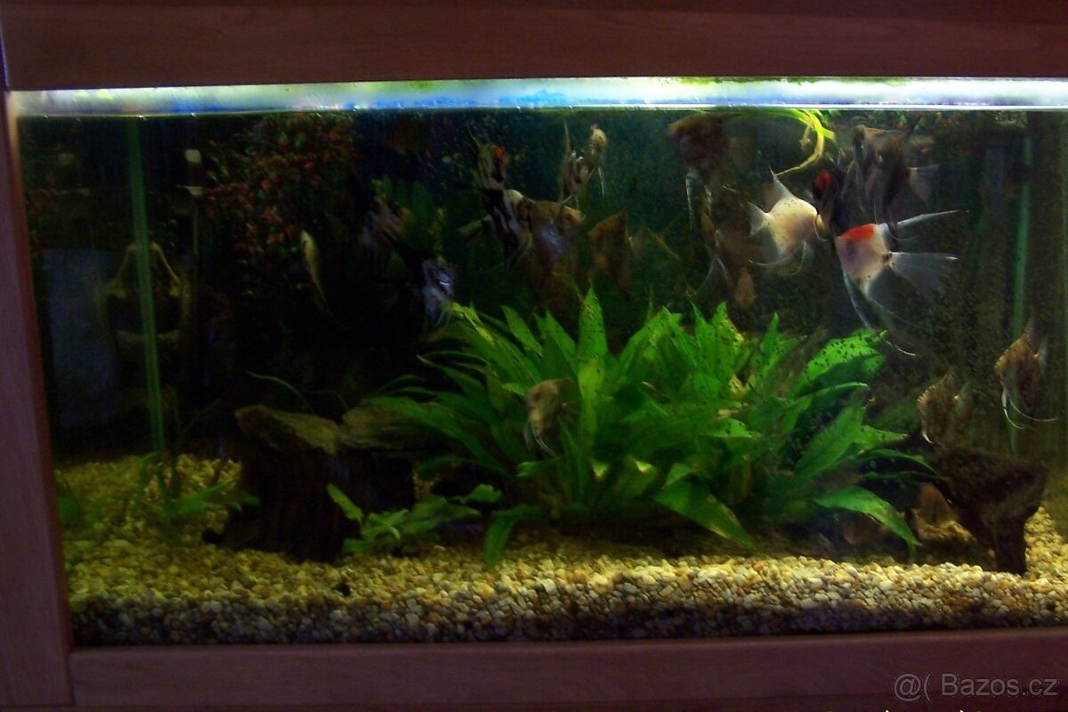 Akvarijní stěna - 3
