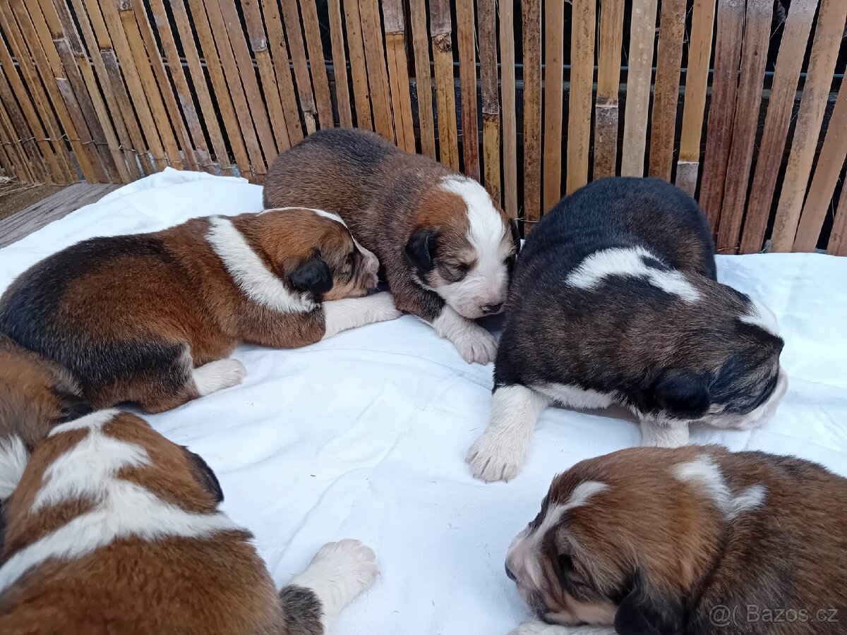 Štěňátka kříženci (Pyren. horský+bernský salaš.) - 3