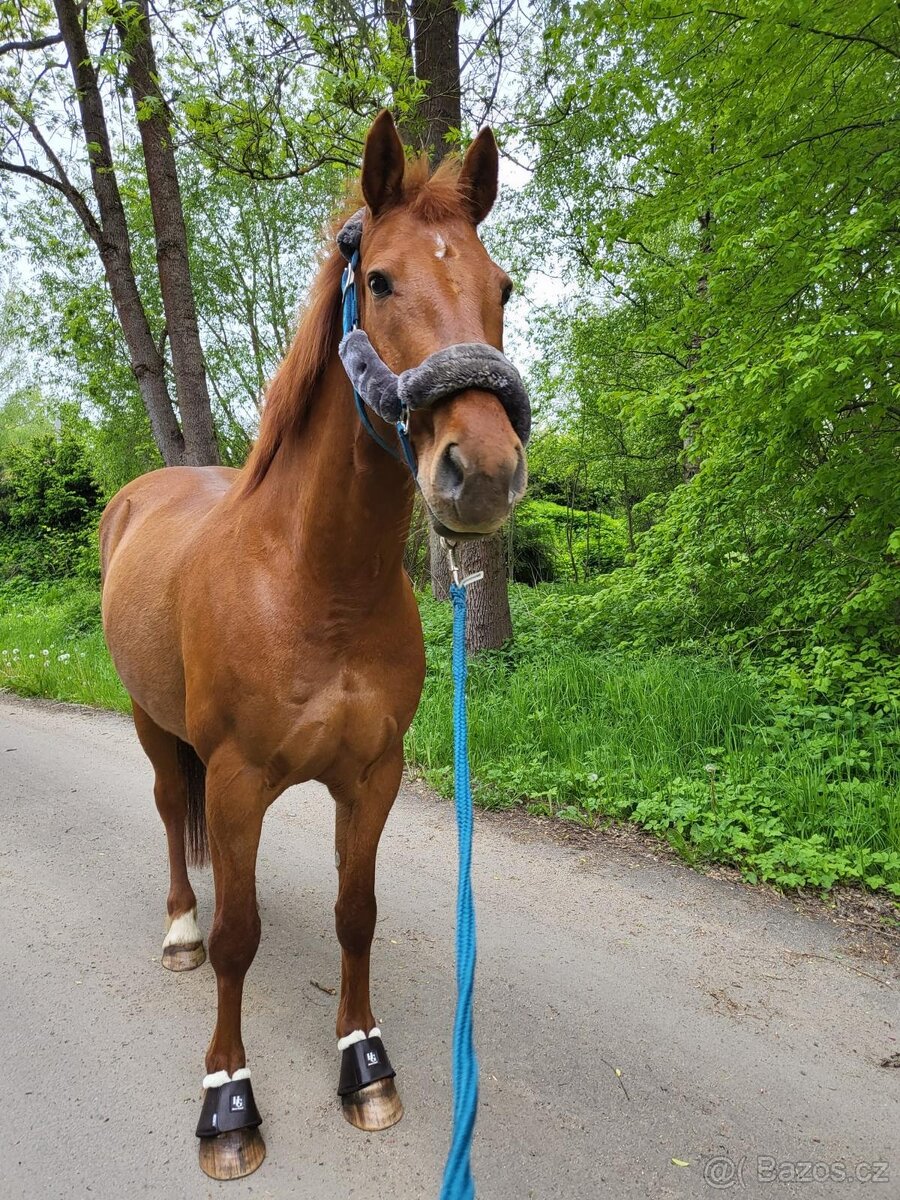 Valach 15 let do agroturistiky nebo jako hobby kůň - 3