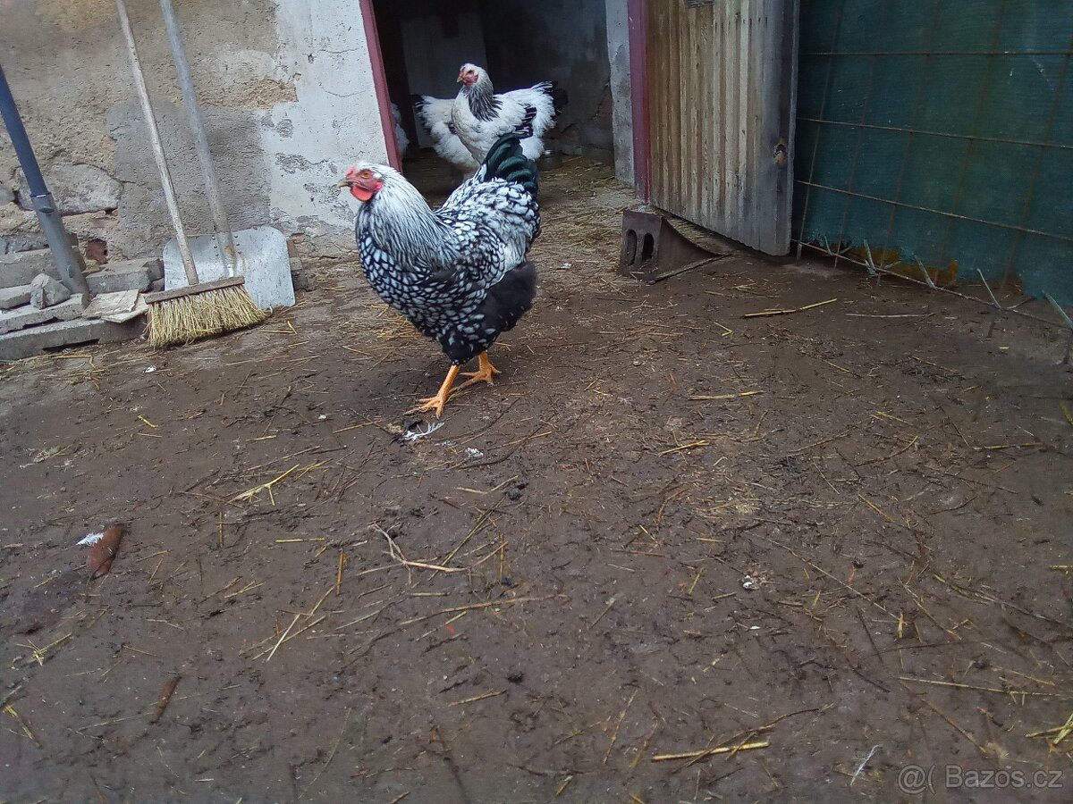 Wyandotka velká stříbrná černé lemovana - 3