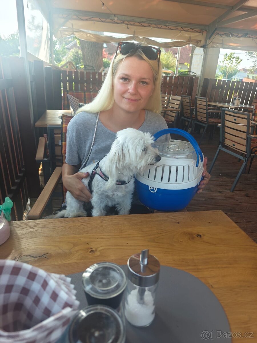 Krytí fenky Maltézský psík - 3