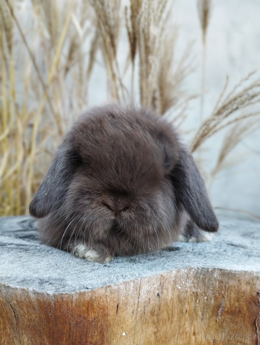 Zakrslý králíček - beránek minilop - 3