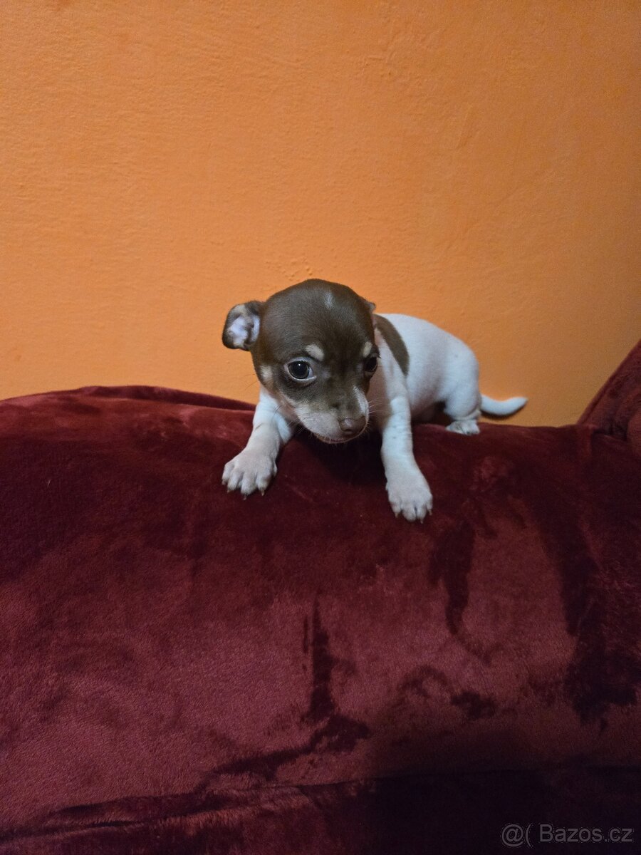 ČIVAVA KRÁTKOSRSTÁ chlapeček - 3