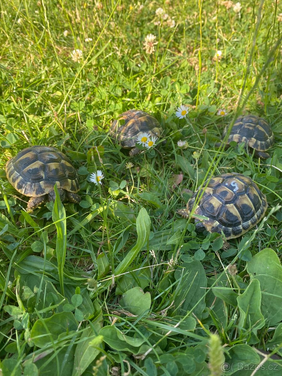 Želva zelenavá - 3