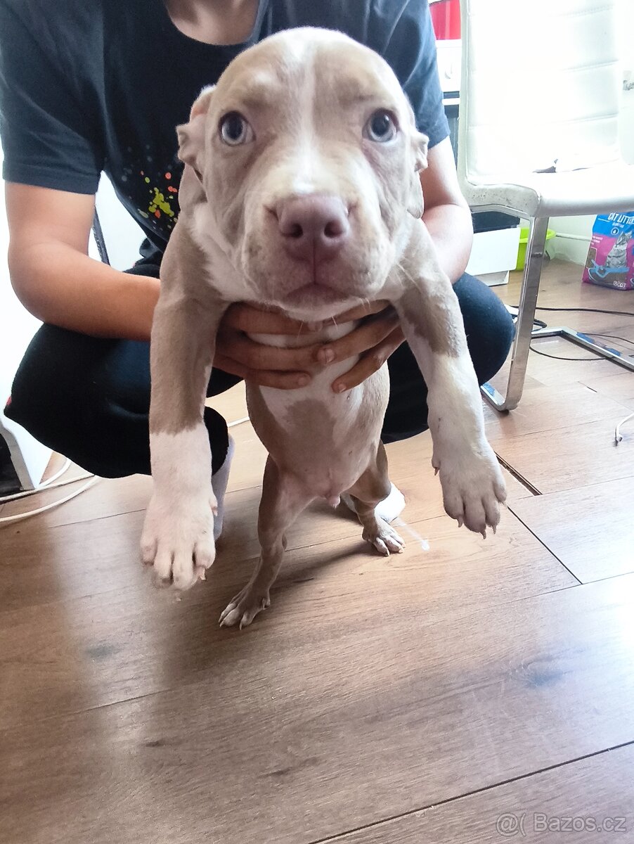 American bully - 3
