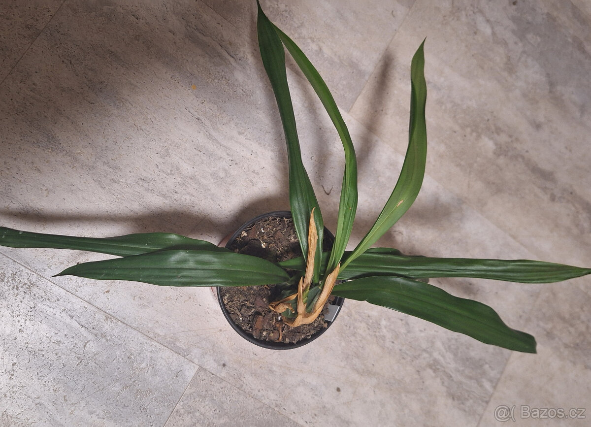 Coelogyne cristata - 3