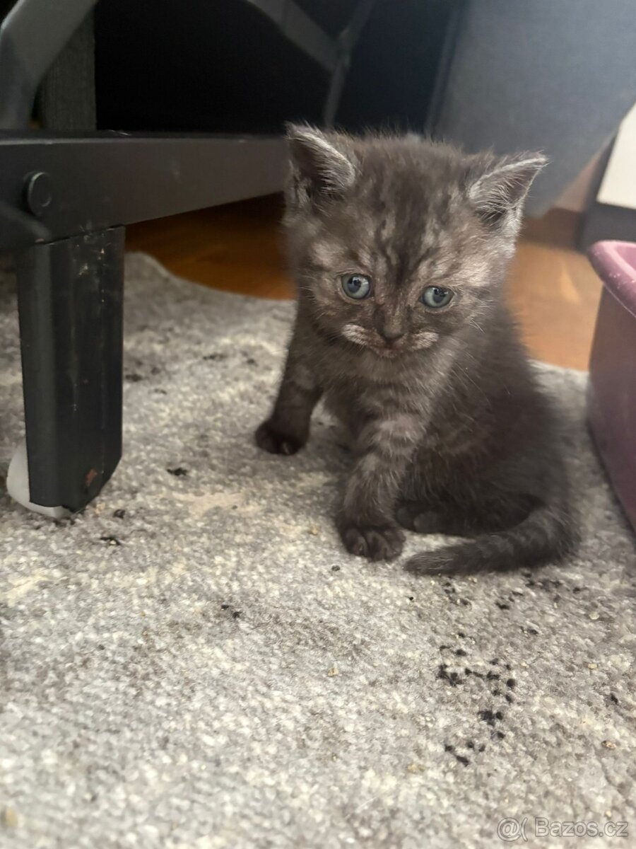 Koťátka - 3