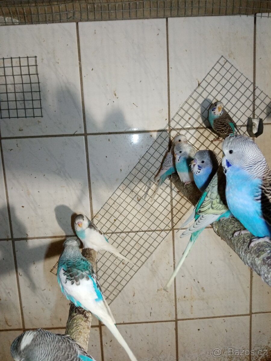 Andulka - andulky - 3