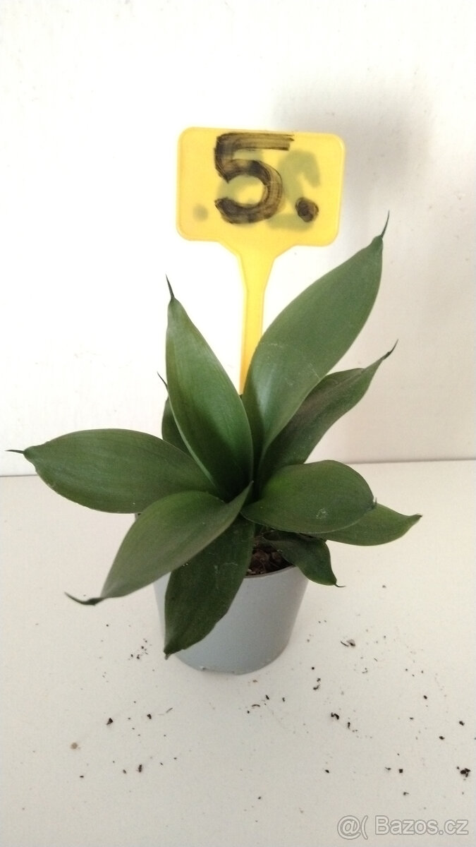 Tchýnin jazyk Sansevieria - různé druhy - 3