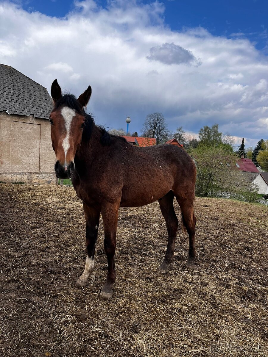 Hříbě - 3